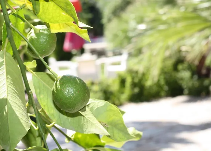 Antik Manastir Butik Отель Эдремит