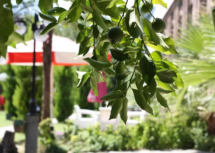 Antik Manastir Butik Отель Эдремит