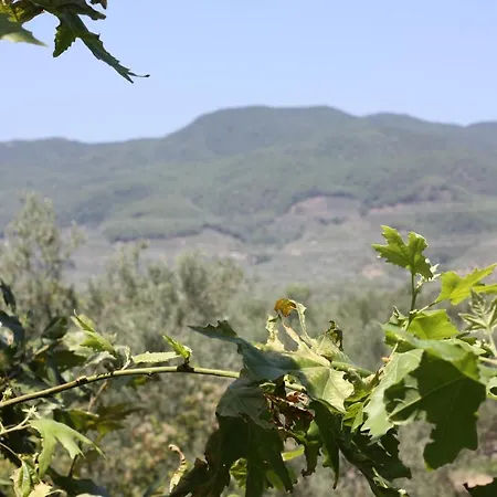 Antik Manastir Butik